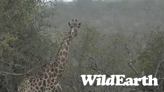 WildEarth - Sunset Safari - 21 July 2023