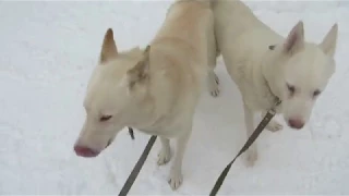 СТОИМ ПЕРЕД ЗАГОНОМ.