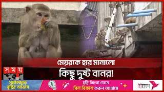 বানরের অত্যাচার থেকে বাঁচতে থাইল্যান্ডে নতুন কৌশল | Wild Monkeys | Thailand | Somoy TV