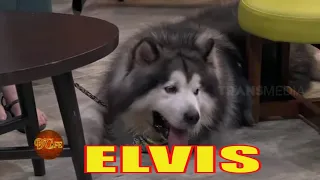 Elvis Barksley Jr. Alaskan Malamute Yang Lucu dan Manja | D'CAFE (07/06/21) Part 2