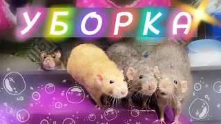 Уборка у крыс 🐀