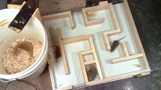 Mouse trap maze experiments