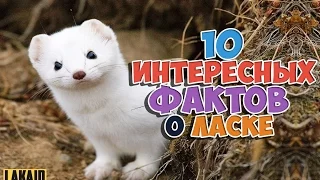 10 интересных фактов о Ласке