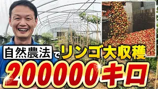 【自然栽培295】収穫量！200,000キロ🌈アイルランド自然農法リンゴ農家