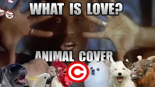 Haddaway - What Is Love (Animal Cover) [REUPLOAD]