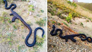 10 Shocking Things Found Inside Snakes