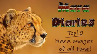 Andy Rouse top 10 Masai Mara Safari images, behind the scenes, hints and tips, great photos