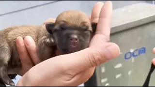 Newborn puppies abandoned at birth, crying incessantly from hunger.