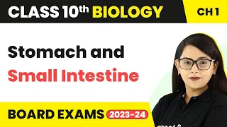 Stomach and Small Intestine - Life Process | Class 10 Biology