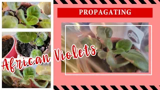 Propagate Your African Violets Correctly