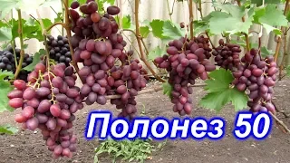 Полонез 50 на 09.08.2019