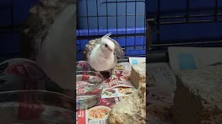 New baby pet pigeon
