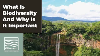 What Is Biodiversity And Why Is It So Important