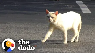 Cat Goes From Being Abandoned To Traveling The World With His New Family | The Dodo