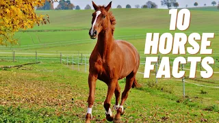 Horse Facts For Kids | Horse Facts | Facts About Horses | Horses For Kids |