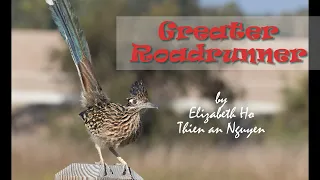 Greater Roadrunner - Clap (Birding43)