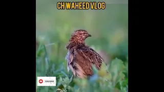 لڑائی والے بٹیر کی زبردست آواز #batairkiawaz #quailhunting #quailsound #shortvideo