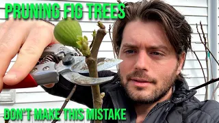 Figs: Pruning for Smaller, Larger or More Productive Trees