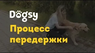 2. Инструкция догситтера Догси – Процесс передержки / dogsy.ru