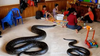 Whole Family Threatened When Giant Python Come into the House, Mike Fishing Vlogs
