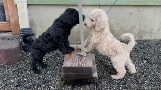 STANDARD POODLE PUPPIES AND THE FOUNDATION OF PUGET SOUND STANDARD POODLES