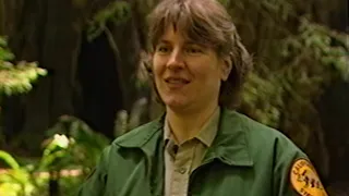 Coastal Giants: "The Greatest Living Things On Earth" | CA Redwoods documentary | VHS rip | 1999