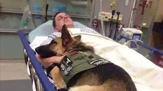 A military dog in the hospital with a wounded soldier, a touching story of dog loyalty