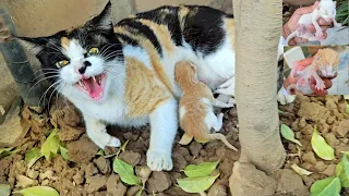 Mother cat doesn't let us touch her poor kittens because she has already lost her kittens!