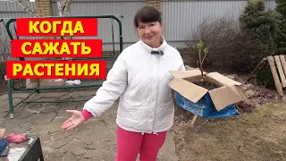 Когда ВСЕ ЭТО сажать? Розы, пионы, клематисы, хосты, хвойные...?