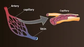 Network of Blood Vessels | Arteries, Veins & Capillaries