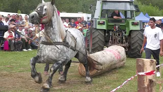 Cai Probe de Tracțiune la Simplu Bucovina - Satu Mare 22 August 2021