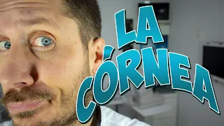 The cornea
