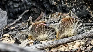 Numbats | Magical Land Of Oz: Making Magic