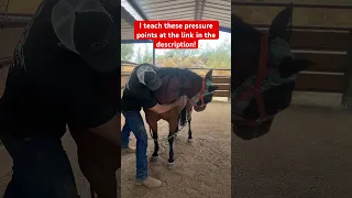 LOUD neck release with simple pressure point exercise! Dr. Mike Adney | Sport Horse Chiropractic