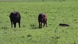 Hyena killing and eating new born buffalo calf