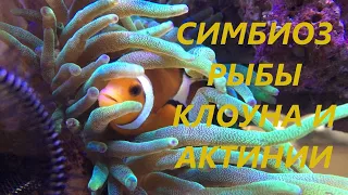 Симбиоз рыбы клоуна и актинии