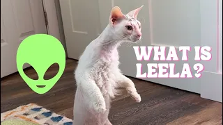 Leela’s fur EXPLAINED- The Hairy Hairless Cat!