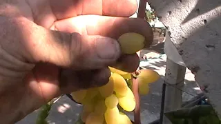 Сорт винограда "Самородок" - сезон 2019 # Grape sort "Samorodok"