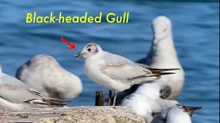 Black-headed Gull in Wisconsin - ID with Bonaparte's comparison