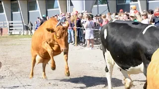 OSAO - kesälaitumille lehmän silmin