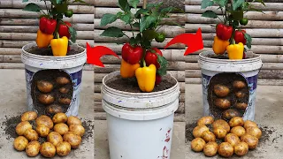 The Secret To Growing Potatoes And Bell Peppers 2 In 1 Will Surprise You