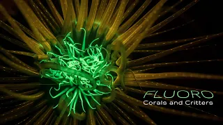 4k Lembeh Strait | Fluoro Corals and Critters