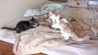 Кошки дерутся - 3 / Cats fight