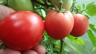 Самый выносливый томат - сибирский сорт Демидов. Видеообзор сорта в теплице начале июля.