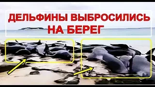 В Австралии на пляж выбросилось 150 дельфинов. Что происходит?