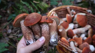 Грибники сходили с ума от таких грибов. 🌳✨