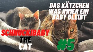 Schnuckibaby #5 Cute and Funny Cat Videos to Keep You Smiling! 🐱😻