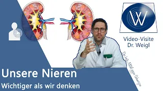 Unsere Nieren: Aufbau, Aufgaben & Funktionsweise einfach erklärt - filtern, Hormone (Vitamin D) etc.