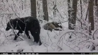 Wolves on a Carcass - Awesome Trail Camera Footage
