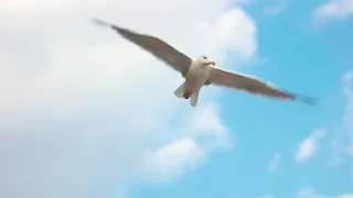 Arno - Seagull's flight (excerpt)